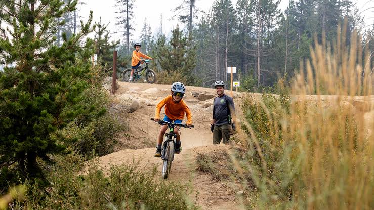 Mountain biker riding through a pine forest