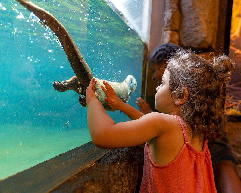 Natural history museum exhibit with wildlife