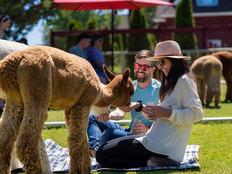 Picnic with alpacas in a meadow
